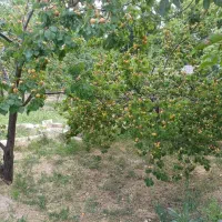 فروش باغ ویلای نیمه کاره در اسکو|فروش خانه و ویلا|اسکو, |دیوار