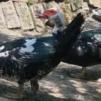 اردک روسی نر و ماده خانگی|حیوانات مزرعه|نور, |دیوار