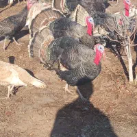 بقلمون محلی|حیوانات مزرعه|شوط, |دیوار