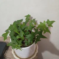 گل طبیعی