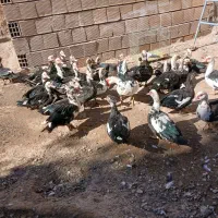 اردک|حیوانات مزرعه|مبارکه, |دیوار