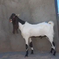 بز نربز جوان یکسال گوش بالای ۵۰ بسیار تیز وشر|حیوانات مزرعه|تربت جام, کاریز نو سفلی|دیوار