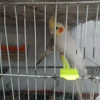 عروس هلندی مولد