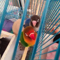 طوطی برزیلی نر و ماده جفت با قفس|پرنده|کرج, شهرک یاس جنوبی|دیوار