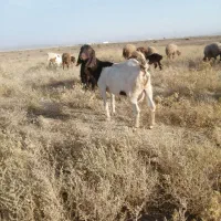 بز)