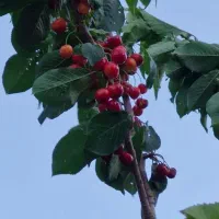 ۲۵قصب زمین تونل سیرچ