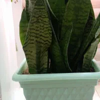 گل سانسوریا