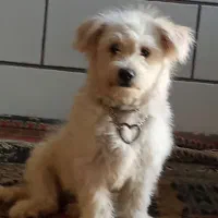 توجه توجه توله سگ آپارتمانی