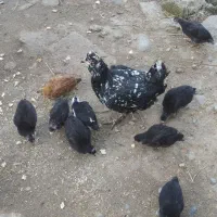 جوجه مرغ گلین لری