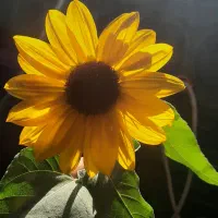 استخدام  پرستار