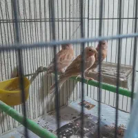 باسلام ۳عدد جوجه قناری سالم سرحال