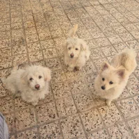 سگ پامر وشیتزو پا کوتاه نر