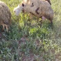 میش پلنگی سنگین وزن