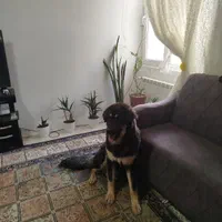 واگذاری سگ بومی به صورت رایگان