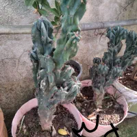 انواع گل و گیاه مناسب روز مادر|گل و گیاه طبیعی|رشت, بیجارپس|دیوار