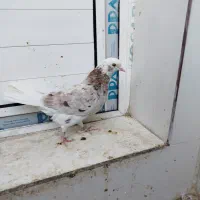 کبوتر تهرانی زوردار|پرنده|سرپل ذهاب, |دیوار