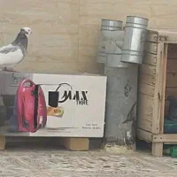 کبوتر (معاوضه میکنم)