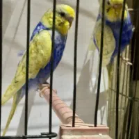 مرغ عشق مولد رنگین کمانی