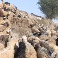 میش داشتی فروش فوری