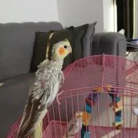 عروس هلندی جوجه|پرنده|رشت, کوی مهر|دیوار