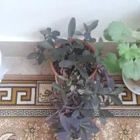 گل و گیاه خانگی|گل و گیاه طبیعی|اردبیل, |دیوار