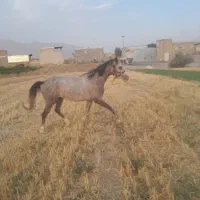 اسب ۴سال درجه یک پر خون