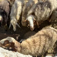 گوسفند چینی شیرازی|حیوانات مزرعه|توکهور, |دیوار