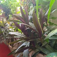 ۷گل گلدان ویک صندلی ارایشگاه ویک میزتلدزیون|میز تلفن|نورآباد ممسنی, |دیوار