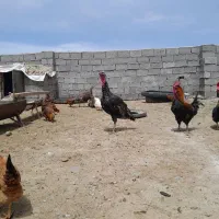 ۴‌عدد‌بوقلمون