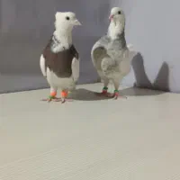 چندتا کبوتر پرشی خشگل کاشمر خلیل اباد