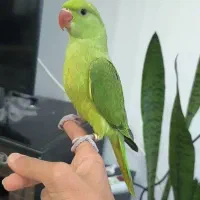 جوجه طوطی ملنگو نر 3ماه