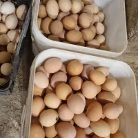 تخم مرغ محلی (ارگانیک) ارزان  شد