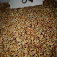 خشکبار دیار