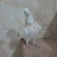 ماده طوقی|پرنده|شیراز, شهرک رضوان|دیوار