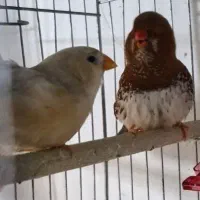 فروش فنچ کینگ