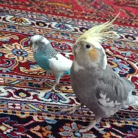 عروس هلندی ومرغ عشق