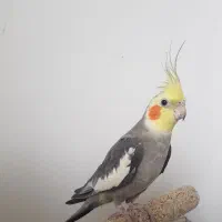 عروس هلندی نر و ماده|پرنده|کیاشهر, |دیوار