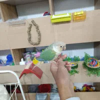 طوطی برزیلی عروس گرینچیک ملنگو