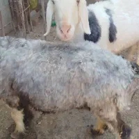 دوتا میش