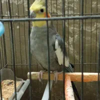 عروس هلندی نر