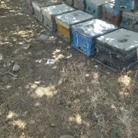 زنبور عسل بفروش میرسد