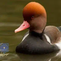 فروش  اردک رنگی