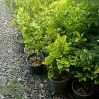 شمشاد طلایی و سبز