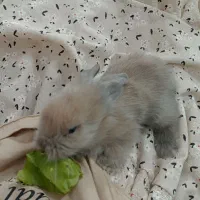 خرگوش|موش و خرگوش|فردوس (خراسان), |دیوار