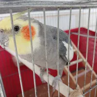 عروس هلندی سخنگو همراه قفس