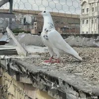 کبوتر طوقی نر