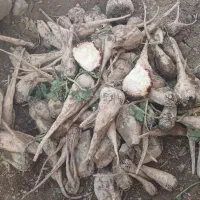 چغندر|خوردنی و آشامیدنی|رادکان, |دیوار