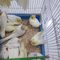 جوجه عروس هلندی|پرنده|رفسنجان, |دیوار