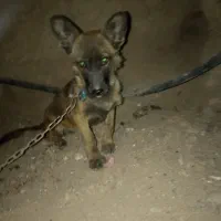 واگذغری ماده پاکوتاه|سگ|بم, |دیوار