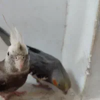 عروس هلندی|پرنده|قم, علی آباد سعدگان|دیوار